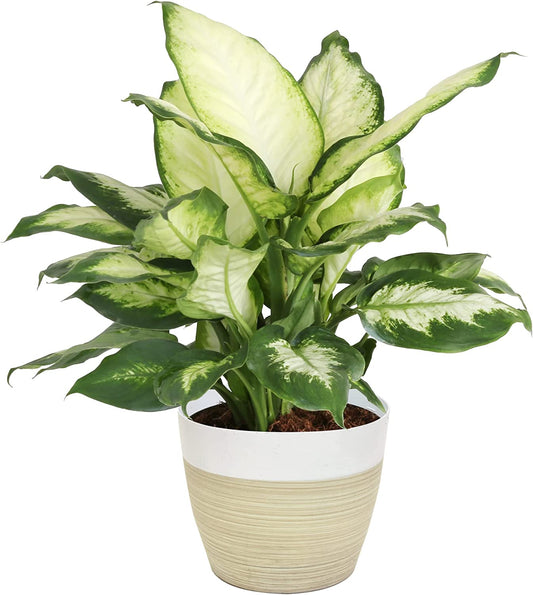Dieffenbachia, Air Purifying Live Indoor Plant, Beautiful Easy to Grow Clean Air Houseplant, Fresh from Farm, in Boho Décor Planter, 12-14 Inches Tall