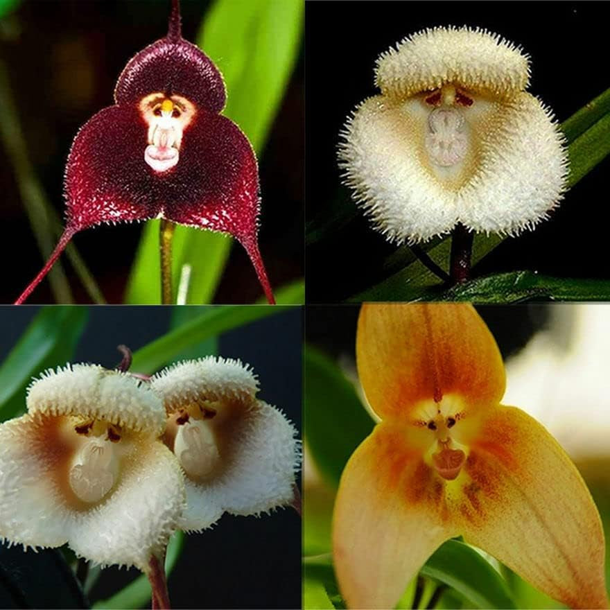 200+ Rare Orchid Seeds for Planting - Monkey Face Orchid Seeds for Planting - Non-Gmo Heirloom Seeds