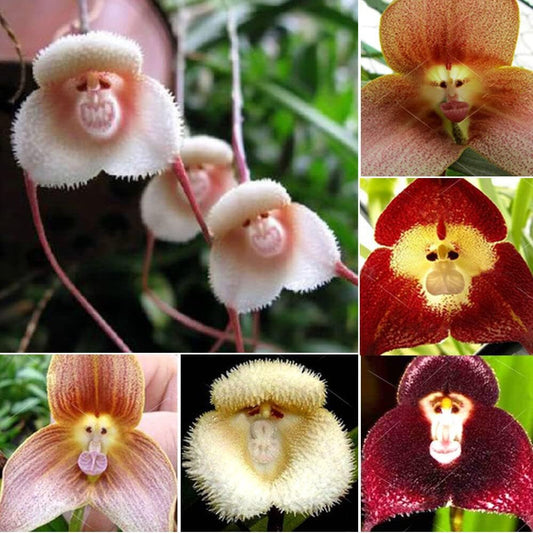 200+ Rare Orchid Seeds for Planting - Monkey Face Orchid Seeds for Planting - Non-Gmo Heirloom Seeds
