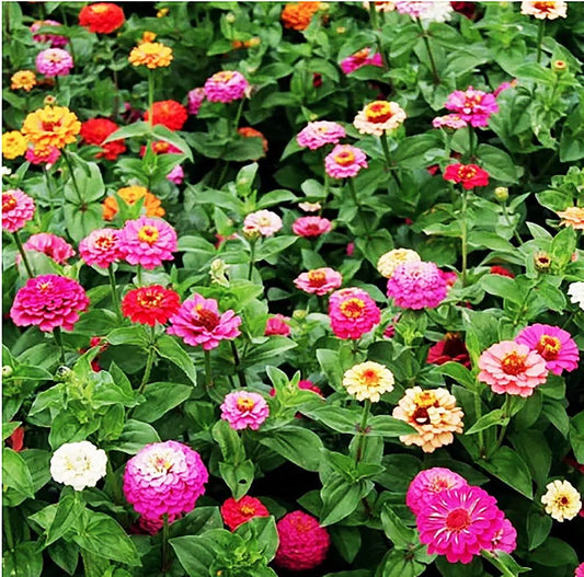 Cut and Come Again Mixed Zinnia Seeds - Approximately 300 Seeds