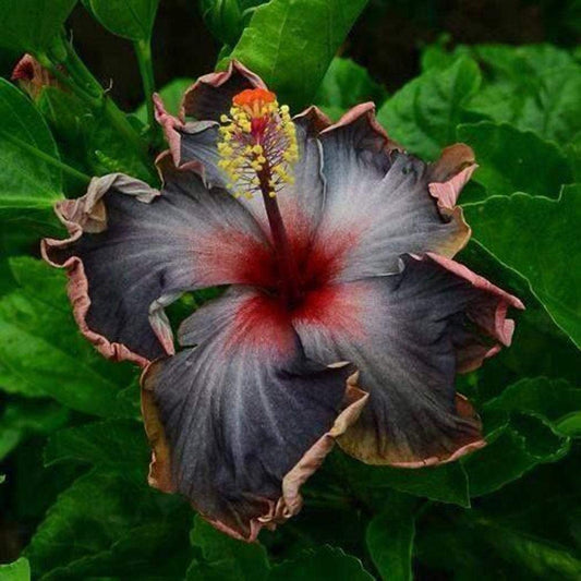 20PCS Rare Black Pink Purple Hibiscus Seeds"Black Rainbow" Giant Flower Tropical Seeds Hibiscus Tree Seeds for Flower Potted Plants