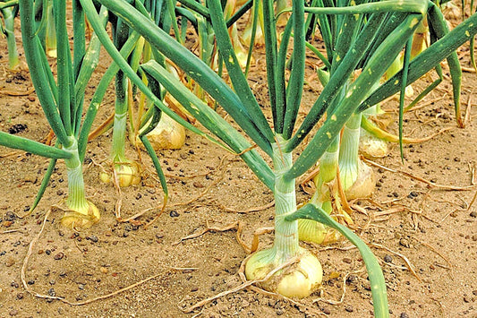Vidalia Sweet Onion Seeds Organic Non-Gmo 110/170 Days Spring/Fall Garden Rsc2A1R (200+ Seeds)