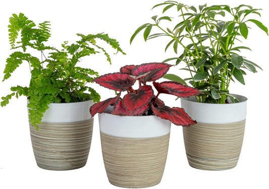 Live Plants (3 Pack), Indoor Houseplants in Planter Pots, Air Purifiers in Potting Soil, Home Decor, Bedroom Decor, New Home Gift, Birthday Gift, Outdoor Garden Gift, Clean Air Collection