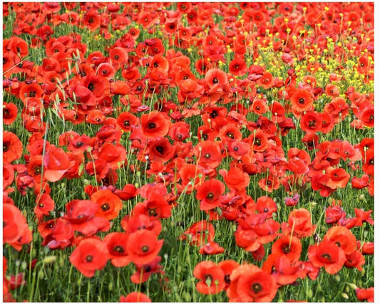 Red Flanders Poppies - 50,000 Flanders Poppy Seeds -