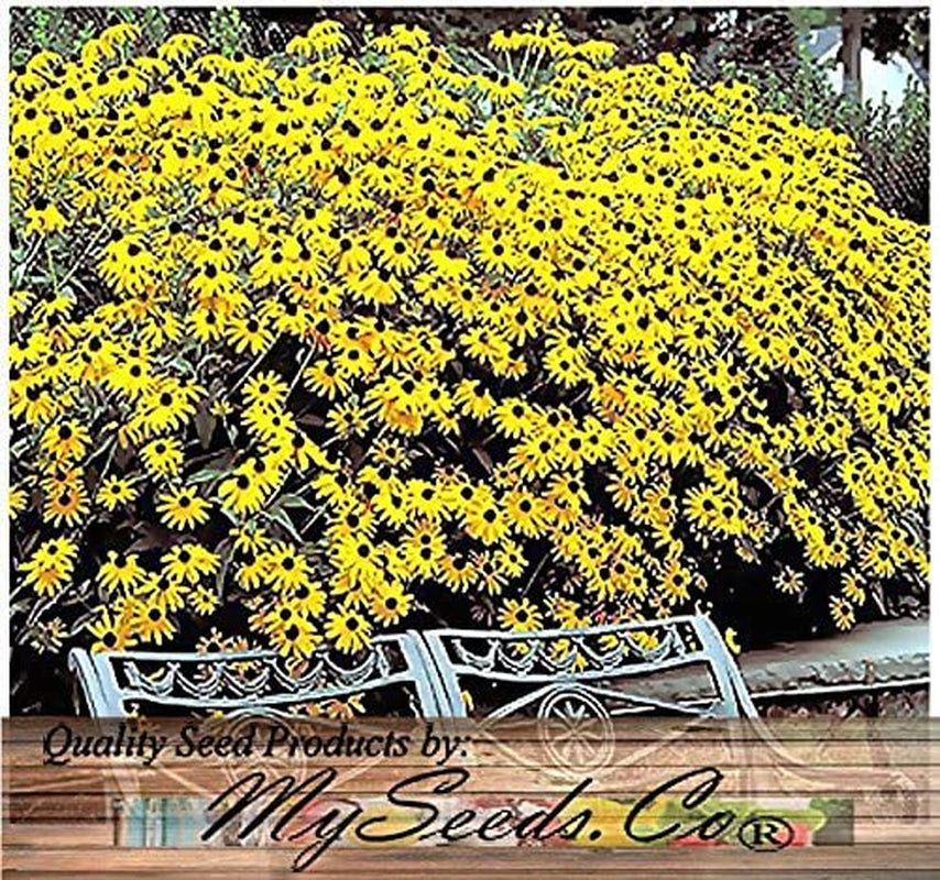 Big Pack - (100,000+) Black Eyed Susan Flower Seeds - Self Reseeds Rudbeckia Hirta - Perfect Golden Cut Flowers - Flower Seeds by Myseeds.Co (Big Pack - Black Eyed Susan)