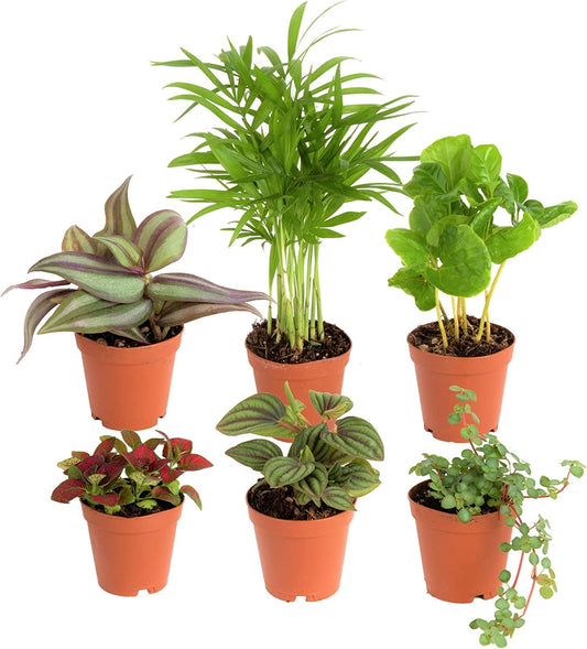 Mini Houseplants (6 Pack), Easy Grow Live Indoor House Plants in Nursery Plant Pots, Grower'S Choice with Soil Potting Mix, Potted Home Décor Planter or Outdoor Garden Gift