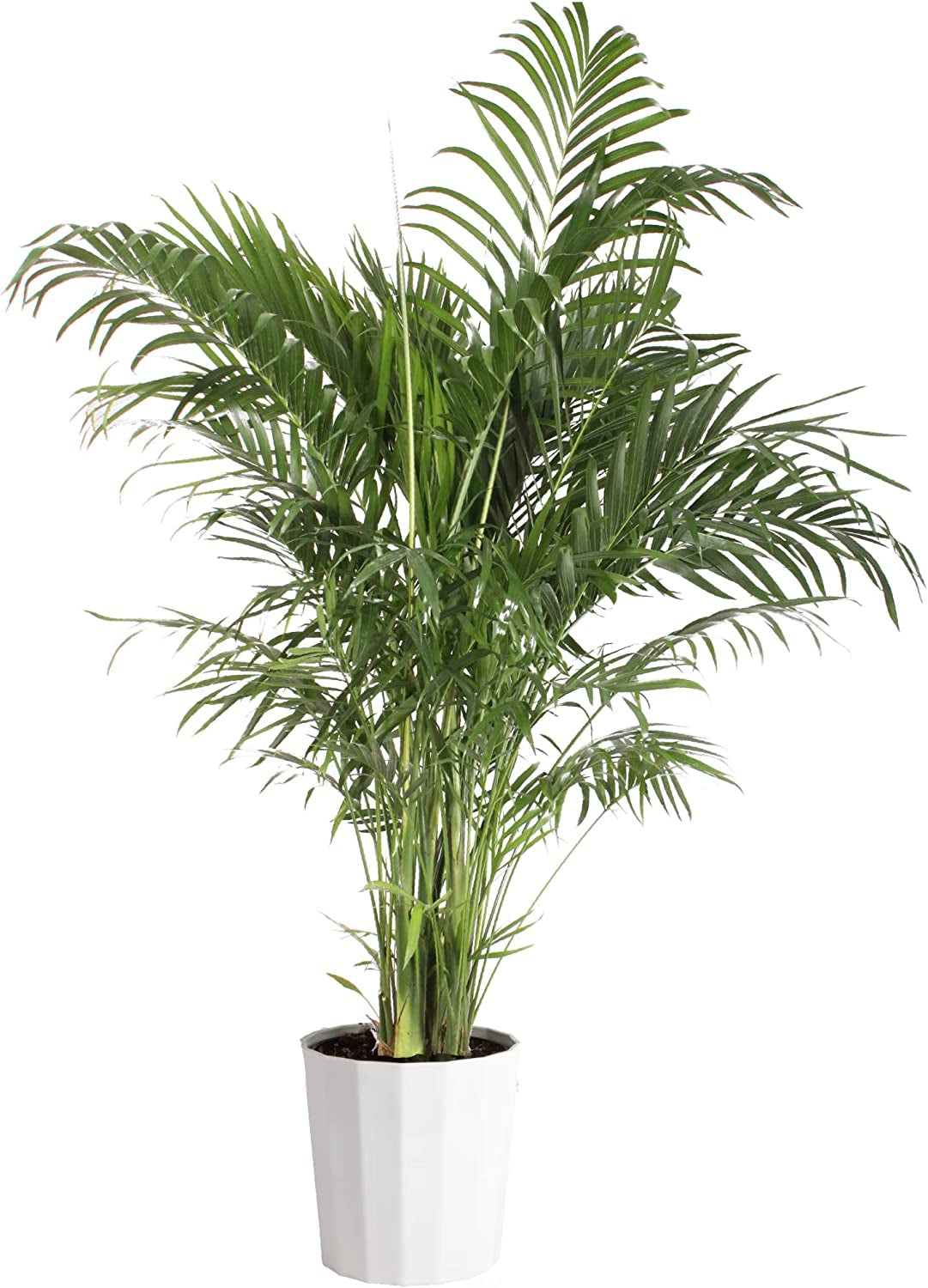 Chamaedorea Palm Tree, Live Indoor Plant, 3 to 4-Feet Tall, Ships with Décor Planter, Fresh from Our Farm, Excellent Gift
