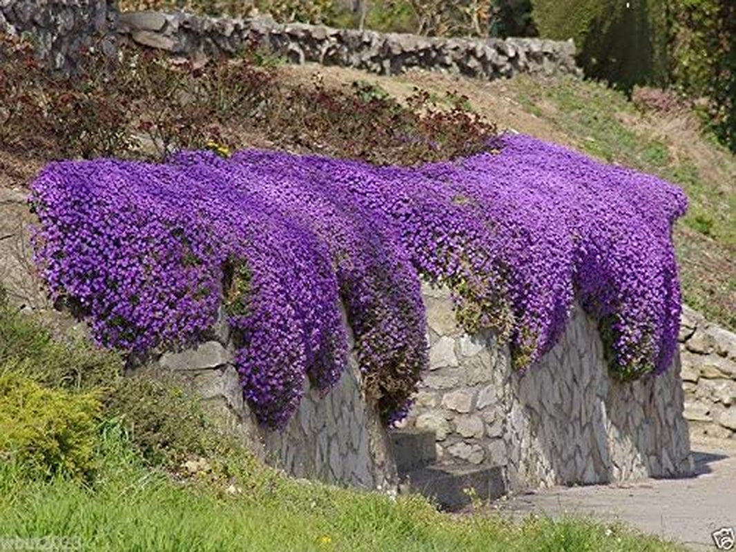 250 Aubrieta Seeds - Cascade Purple Flower Seeds, Perennial, Deer Resistant !