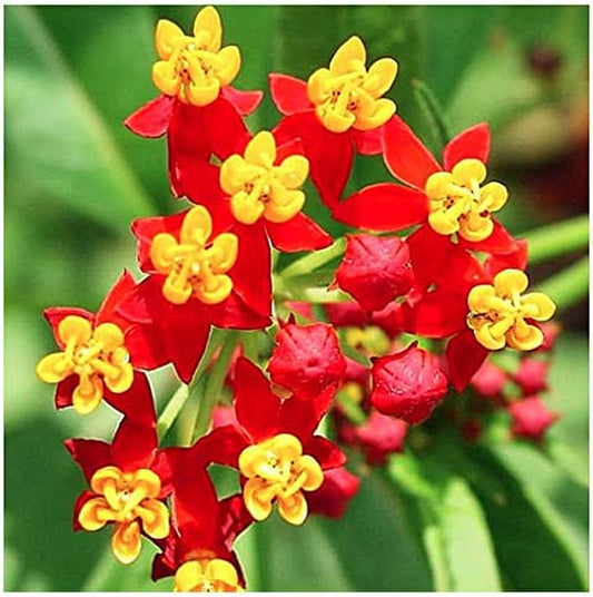 Blood Flower Milkweed Seeds - Food and Host Plant for Monarch Butterflies…