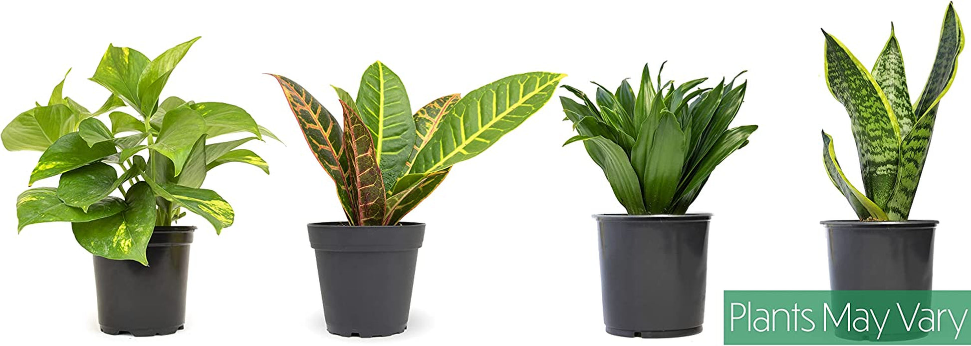 Essential Houseplant Collection (4PK) Live Plants Indoor Plants Live Houseplants in Plant Pots, Easy House Plants Indoors Live, Snake Plant, Pothos in Potting Soil, Clean Air Plants by