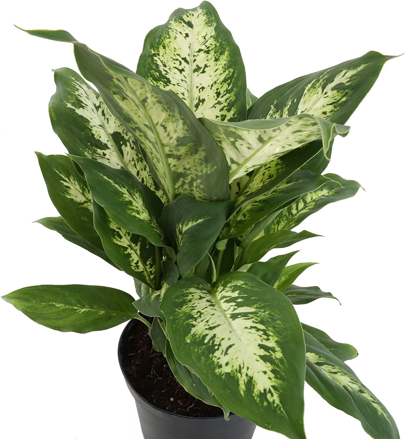 Dieffenbachia, Air Purifying Live Indoor Plant, Beautiful Easy to Grow Clean Air Houseplant, Fresh from Farm, in Boho Décor Planter, 12-14 Inches Tall