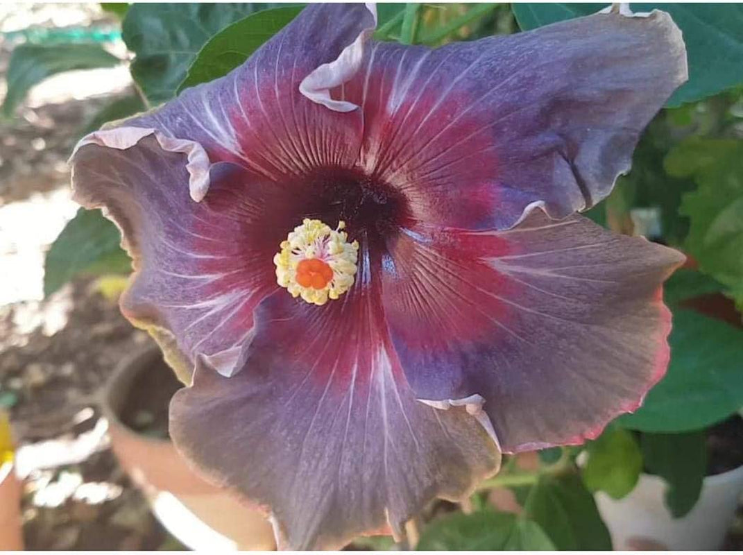 20PCS Rare Black Pink Purple Hibiscus Seeds"Black Rainbow" Giant Flower Tropical Seeds Hibiscus Tree Seeds for Flower Potted Plants