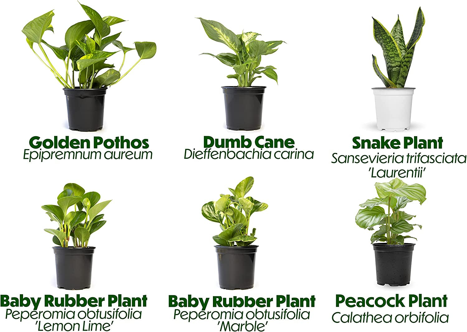 Essential Houseplant Collection (4PK) Live Plants Indoor Plants Live Houseplants in Plant Pots, Easy House Plants Indoors Live, Snake Plant, Pothos in Potting Soil, Clean Air Plants by