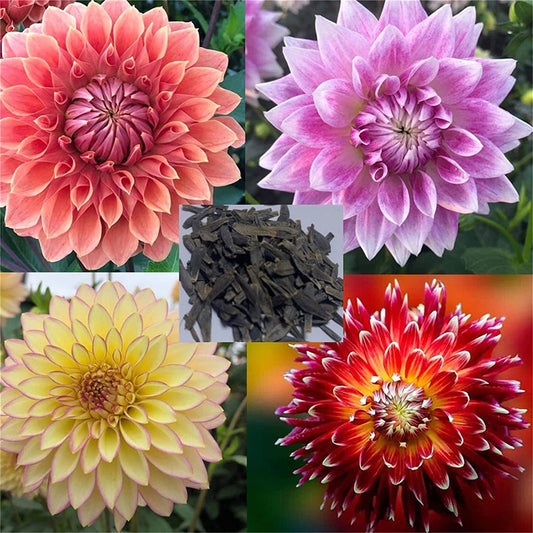 Zellajake Rare Flower Seeds 100+ Pcs Dahlia Seeds Compound Petals Multi-Color Mixed