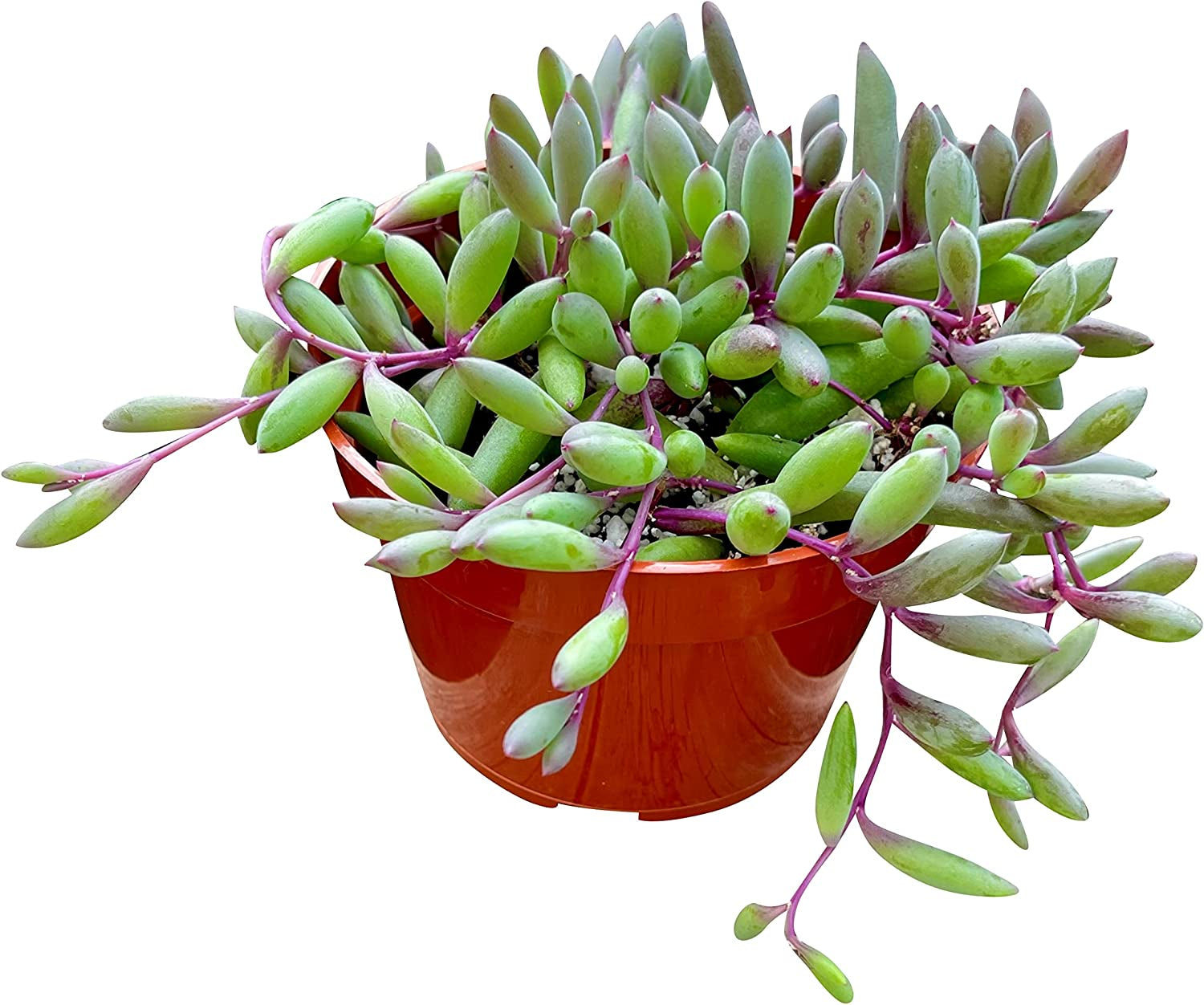 Live Succulent 4" Othonna Capensis Ruby Necklace, Succulents Plants Live, Succulent Plants Fully Rooted, House Plant for Home Office Decoration, DIY Projects, Party Favor Gift by