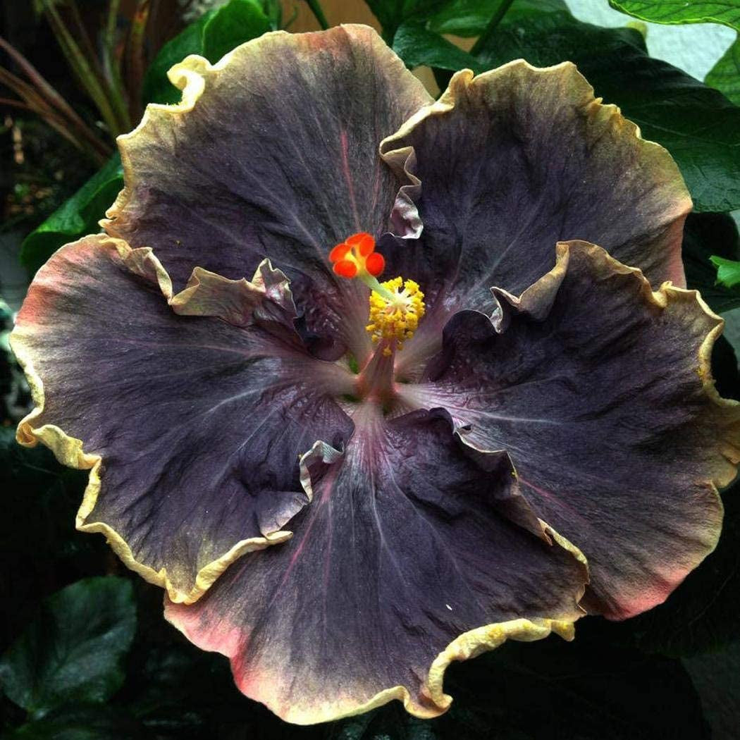 20PCS Rare Black Pink Purple Hibiscus Seeds"Black Rainbow" Giant Flower Tropical Seeds Hibiscus Tree Seeds for Flower Potted Plants