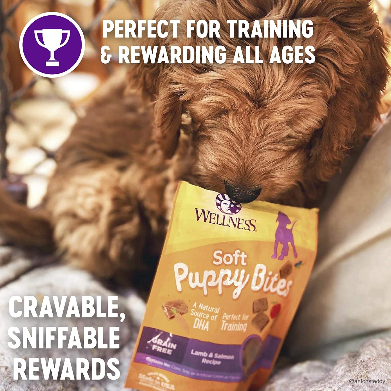 Wellness Soft Puppy Bites Natural Grain-Free Treats for Training, Dog Treats with Real Meat and DHA, No Artificial Flavors (Lamb & Salmon, 8-Ounce Bag)