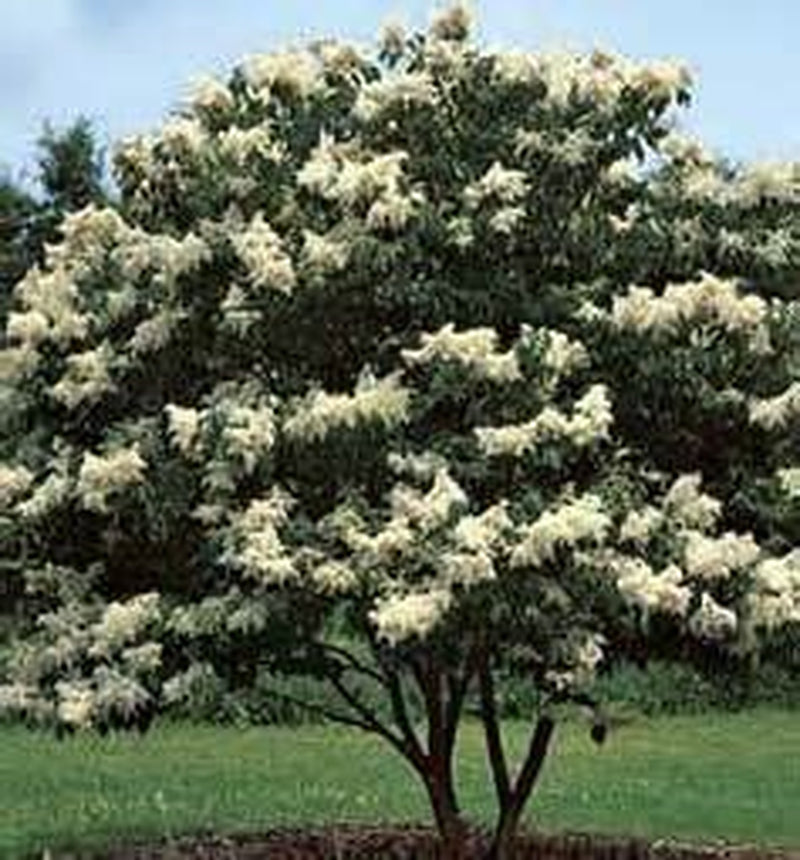 25 White Japanese Lilac Seeds (Extremely Fragrant)/ (Original Version)
