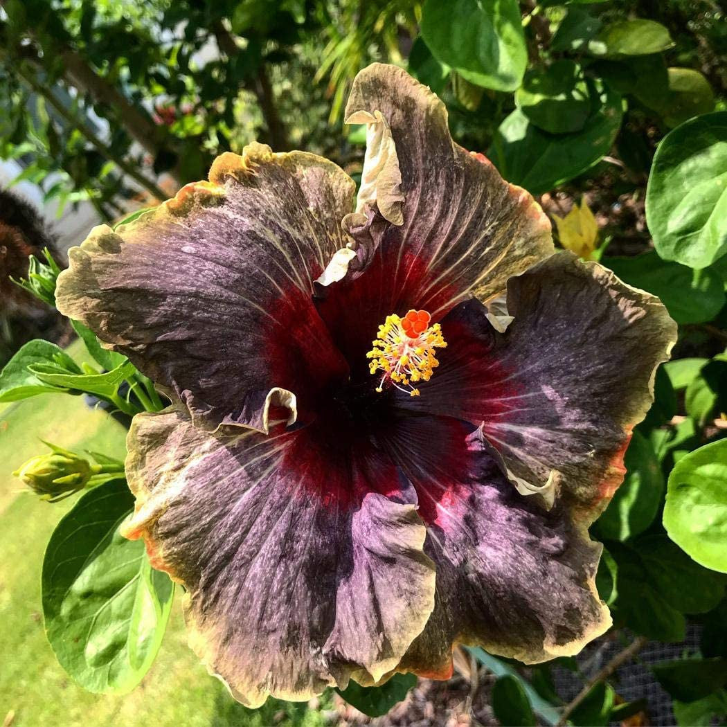 20PCS Rare Black Pink Purple Hibiscus Seeds"Black Rainbow" Giant Flower Tropical Seeds Hibiscus Tree Seeds for Flower Potted Plants