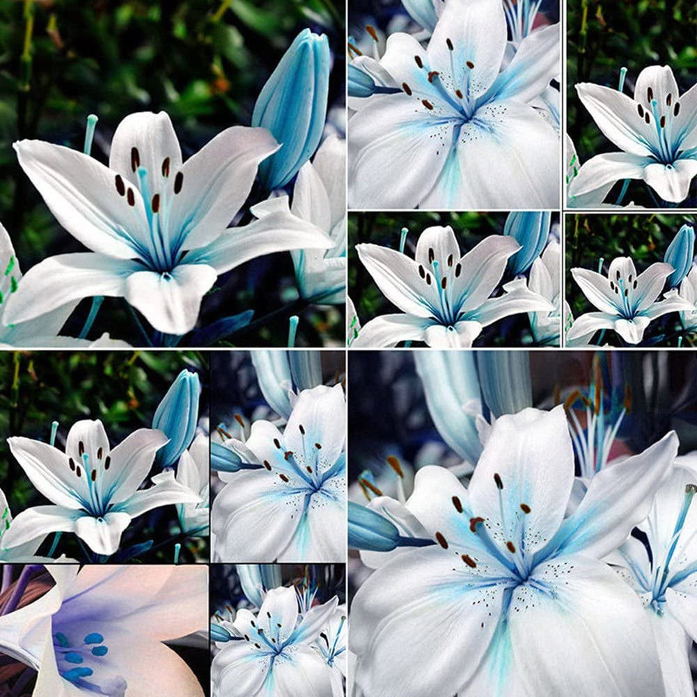 Blue Rare Lily Seeds for Yard Gardening Plant,50Pcs Blue Rare Lily Seeds Planting Lilium Flower Home Bonsai Garden Decor by