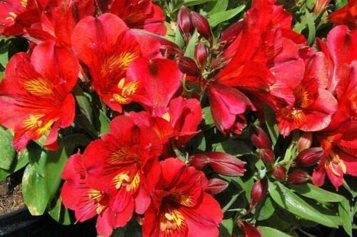 10+ Mix Canna Lily Seeds Peruvian Dr Salters Flower Flowers