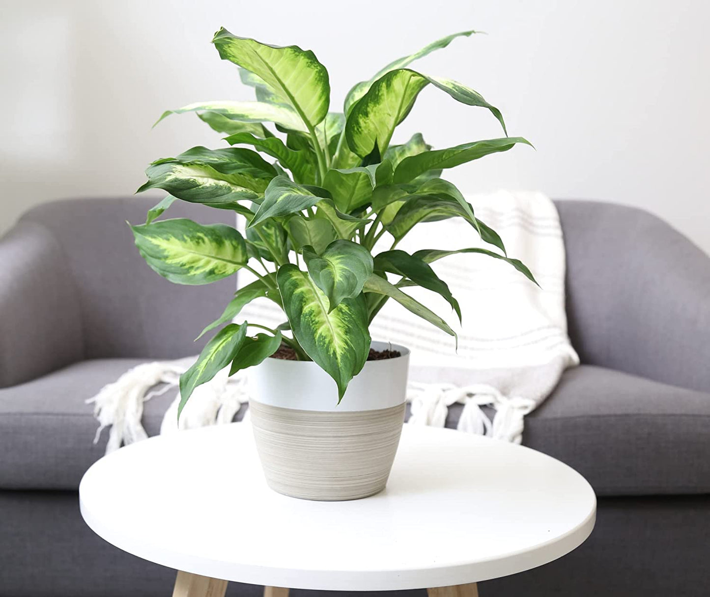 Dieffenbachia, Air Purifying Live Indoor Plant, Beautiful Easy to Grow Clean Air Houseplant, Fresh from Farm, in Boho Décor Planter, 12-14 Inches Tall