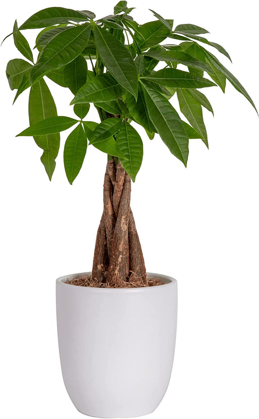 Money Tree, Easy Care Indoor Plant, Live Houseplant in Ceramic Planter Pot, Bonsai Potted in Potting Soil, Home Décor,16-Inches Tall