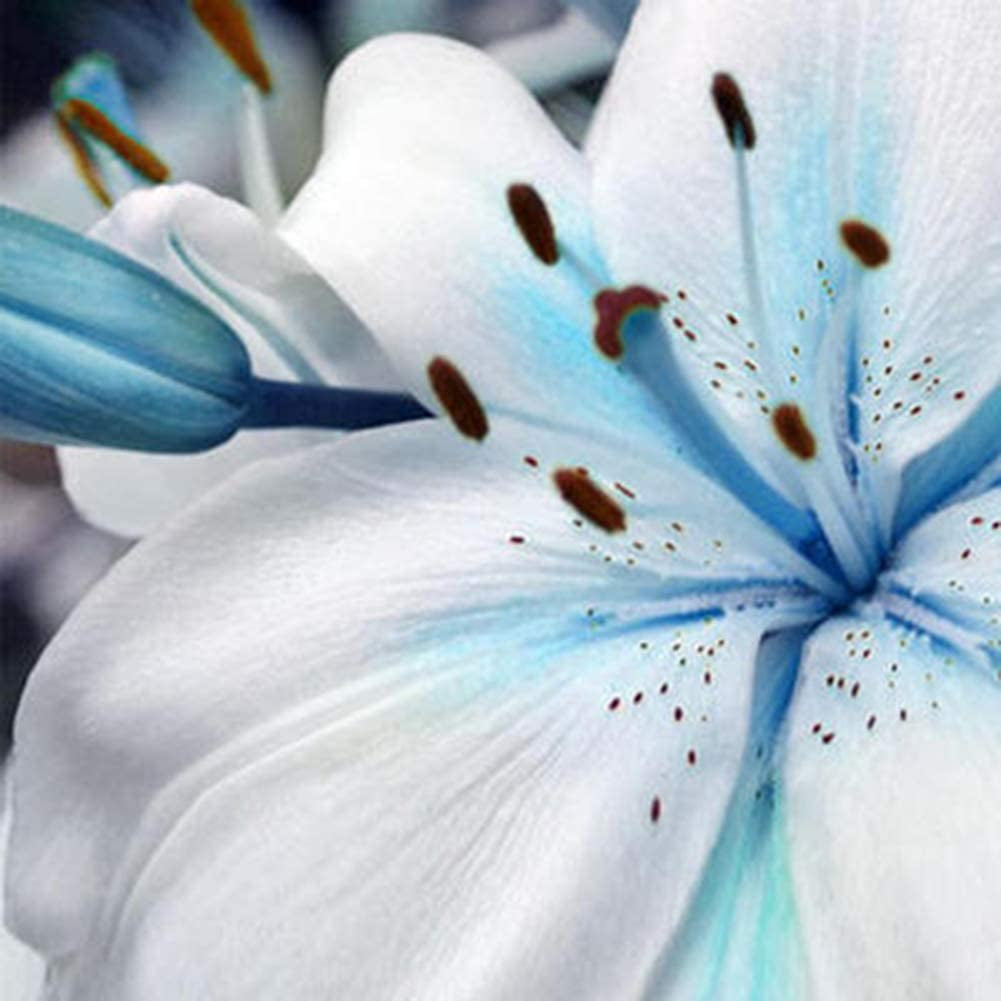 Blue Rare Lily Seeds for Yard Gardening Plant,50Pcs Blue Rare Lily Seeds Planting Lilium Flower Home Bonsai Garden Decor by