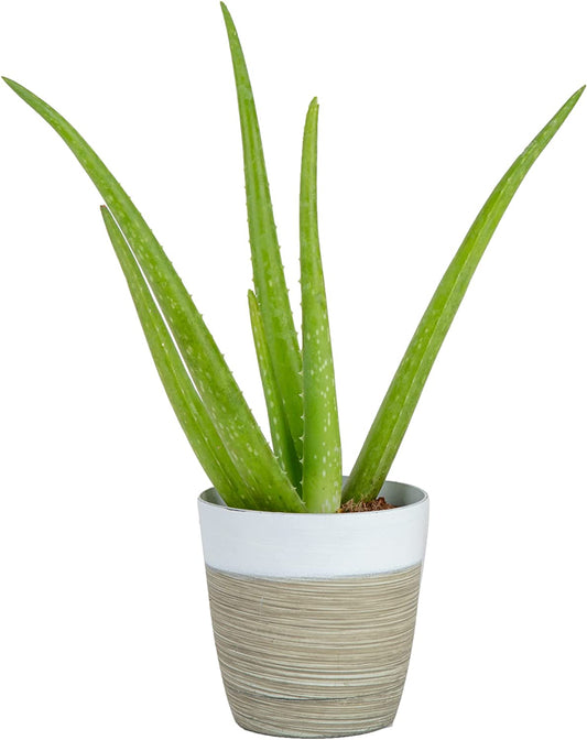 Aloe Vera, Live Succulent Plant, Easy Care Indoor Houseplant in Modern Décor Planter, Room Air Purifier, Tabletop, Office, Desk or Home Décor, Birthday Gift, Gardening Gift, 7-Inches Tall